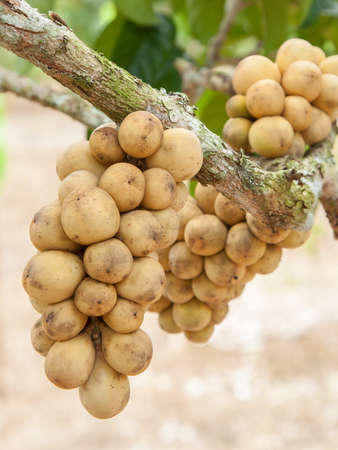 long gong on treeの写真素材