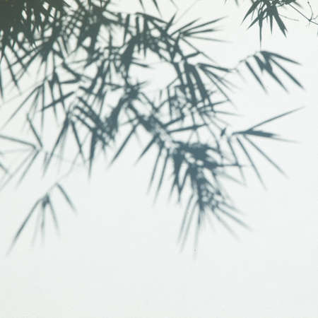 shadow of bamboo leavesの写真素材