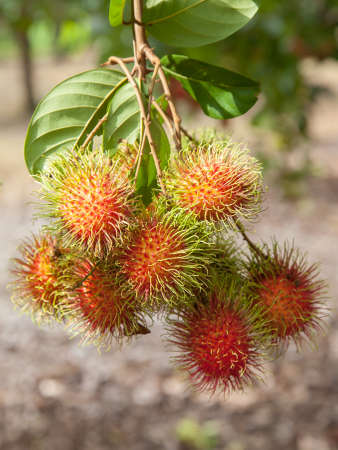 lambutan on treeの写真素材