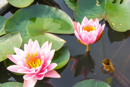 pink lotus flowerの写真素材