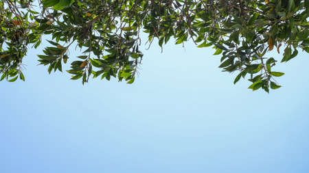 green leaf spaceの写真素材