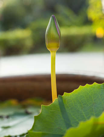 lotus budの写真素材