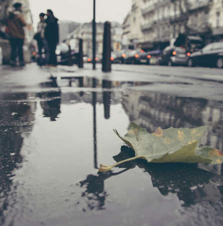 maeple on wet streetの写真素材