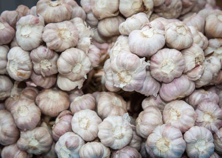 Garlicの写真素材