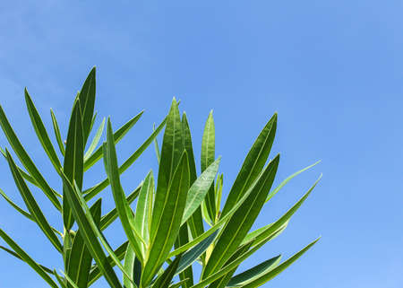 green leaf on sky spaceの写真素材