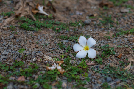 plumeria on groundの写真素材