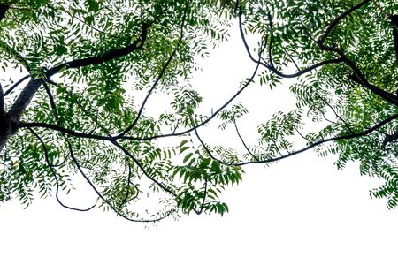 Green leaves on white backgroundの写真素材