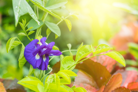 Butterfly pea in gardenの写真素材