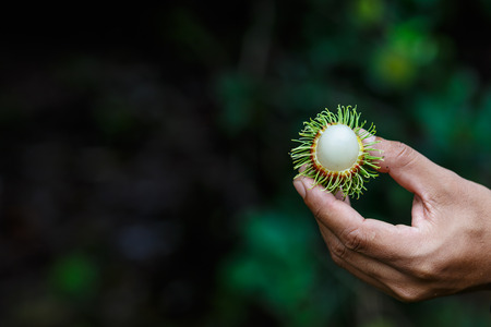 rambutan in a handの写真素材