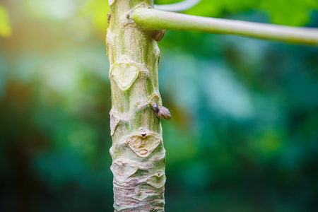 snail in the gardenの写真素材