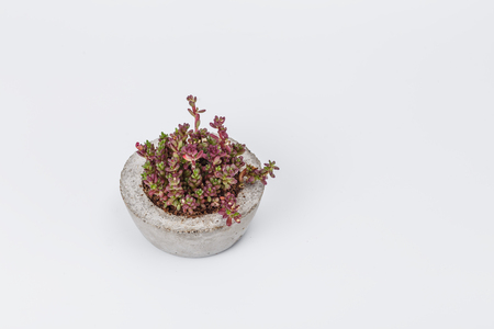 plants in flower pots on white backgroundの写真素材