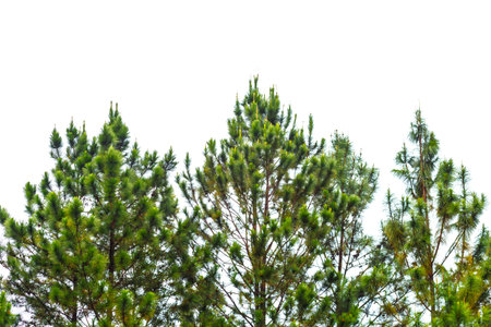 isolated pine tree in forest white backgroundの写真素材