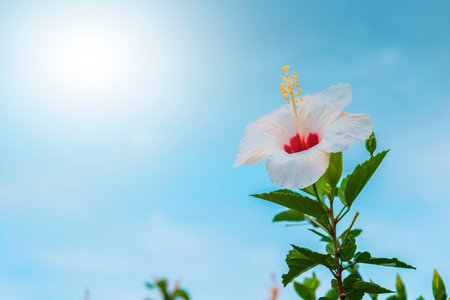 Hibiscus white flower on sky backgroundの写真素材