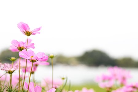 Pink cosmos flowers in the garden are sunlight in the morning.の写真素材