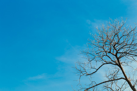 Dry tree on blue sky backgroundの写真素材