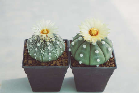 The cactus is blooming beautiful yello, astrophytumの写真素材