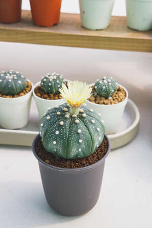 The cactus is blooming beautiful yellow, astrophytumの写真素材