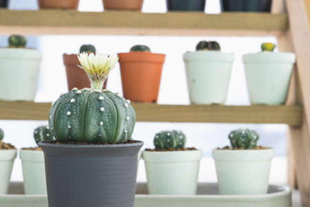 The cactus is blooming beautiful yellow, astrophytumの写真素材
