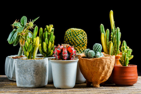 The cactus is in a beautiful garden.の写真素材