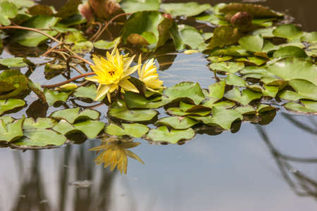 Yellow liliy flower with green leavesの写真素材