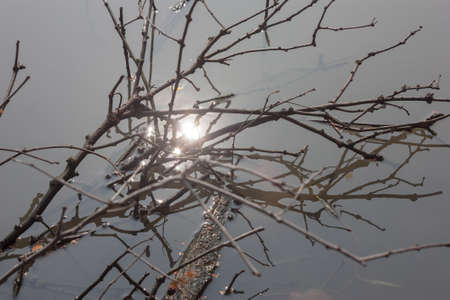 Dead twigs floating over the water  There is also a reflection of the sun の写真素材