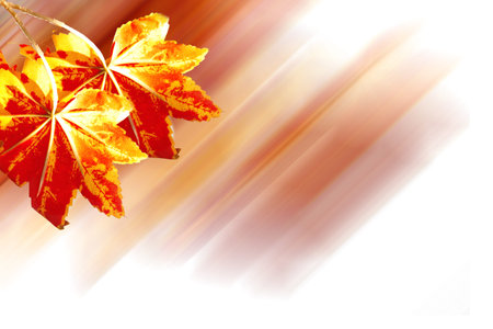autumn maple leaf isolated on a white background 