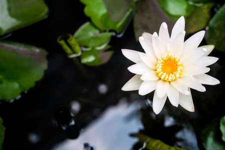 white lotus flower in tubの写真素材