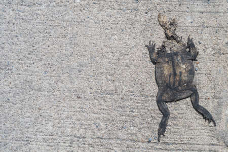 A dead toad dry on road.の写真素材