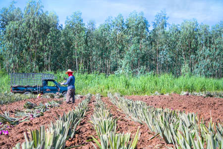 Farm workers in a pineapple fieldの写真素材