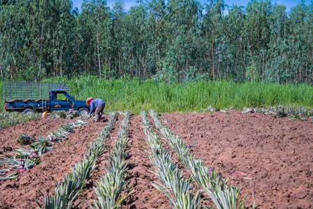 Farm workers in a pineapple fieldの写真素材
