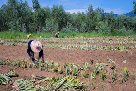 Farm workers in a pineapple fieldの写真素材