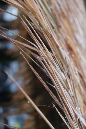 thatch-roof