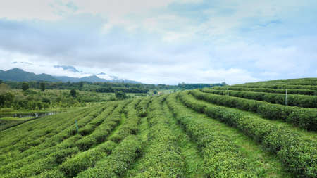 Landscapes of green tea plantation OOlong Tea plantations. Chui Fong in Chiang Rai in Northern Thailandの写真素材