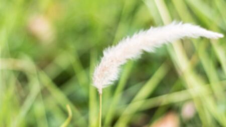 Flowers, grass, obviously not standing alone in a field of flowers, beautiful flowers. A beautiful backgroundの写真素材