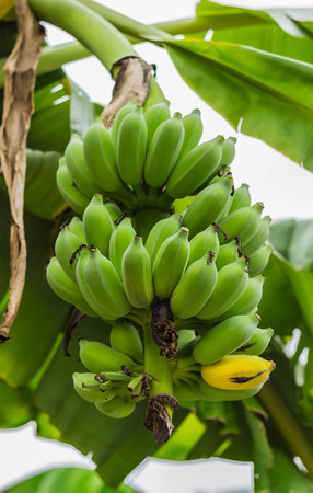 Raw bananas on a banana tree in the garden before the fight.の写真素材
