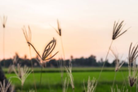 Flower of the field, evening the sun is below the horizon goodbye to blurry image.の写真素材