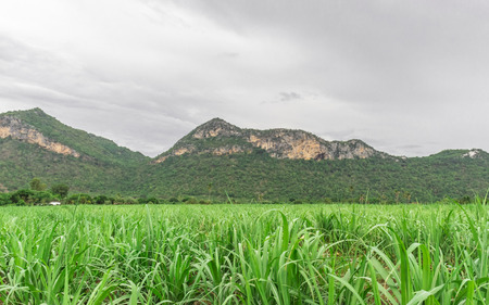 Corn fields growing corn became for at and used as a food plant in front of a big mountainの写真素材