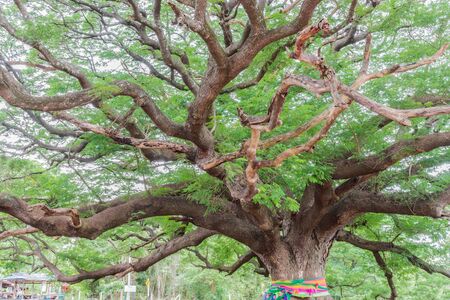 Sprawling trees in a quiet area for animals. And home tooの写真素材