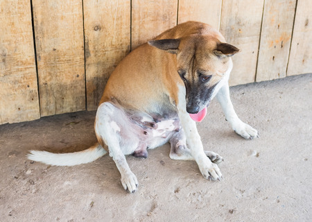 Brown female dog Since I am sitting at the side of the road.の写真素材