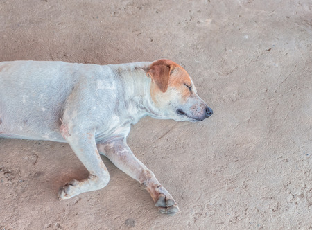 White Dog Ear watercolor sleeping by the roadside. Very comfortable bedの写真素材