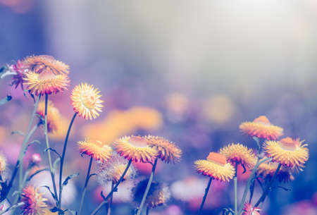 straw flowers or everlasting flowersの写真素材