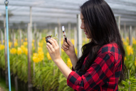 beauty asia farmer woman gardener of orchid gardening farm collection the orchids flower.Business...