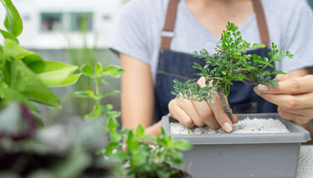 close up woman hand plant a treeの写真素材