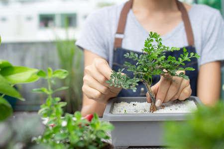close up woman hand plant a treeの写真素材