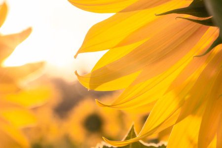 close up sun flower in morning