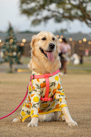 Golden Retriever dog in front of Christmas tree in a parkの写真素材