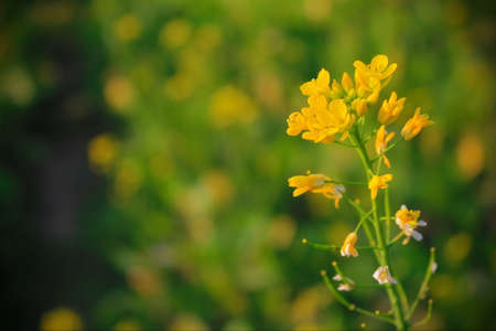 Yellow flowersの写真素材