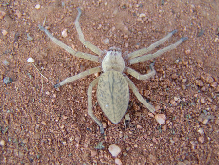 spiderの写真素材