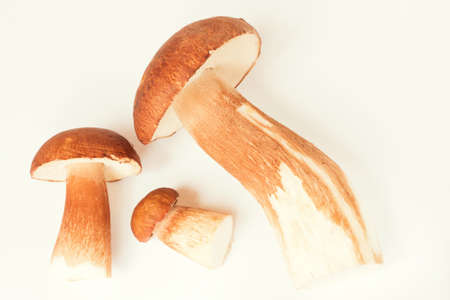 Family of cepes on white background.の写真素材