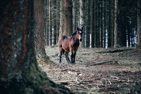 Young horse in the woodsの写真素材